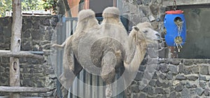 Bactrian camels (Camelus bactrianus) in a zoo and animal park