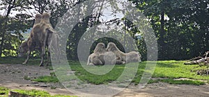 Bactrian camels (Camelus bactrianus) in a zoo and animal park