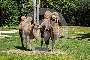 Bactrian Camels Grazing