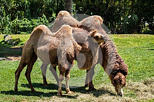 Bactrian Camels Grazing