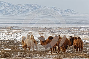 Bactrian camels herd in the snow of desert, Mongolia