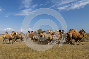 Bactrian camels in Kyrgyzstan