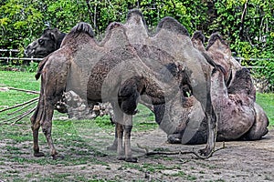 Bactrian camels on the lawn 2
