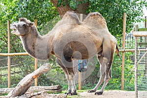 Bactrian Camels at London Zoo.The Bactrian camel Camelus bactrianus is a large, even toed ungulate native to the steppes of