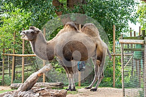 Bactrian Camels at London Zoo.The Bactrian camel Camelus bactrianus is a large, even toed ungulate native to the steppes of