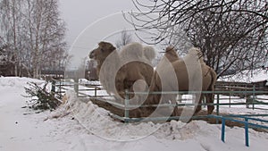 Bactrian camels in the middle of the Ural winter.