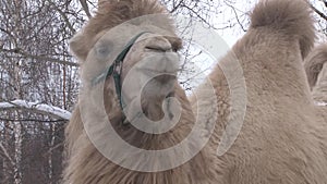 Bactrian camels in the middle of the Ural winter.