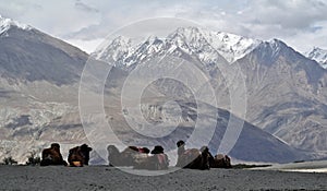 Bactrian camels in Nubra Valley photo