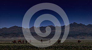 Bactrian Camels on a pasture in Mongolia at night. Panorama of the pasture. Source of meat, milk and wool. Camel down, a favorite