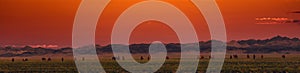 Bactrian Camels on a pasture in Mongolia at sunset. Panorama of the pasture. Source of meat, milk and wool. Camel down, a favorite