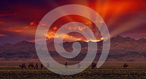 Bactrian Camels on a pasture in Mongolia at sunset. Panorama of the pasture. Source of meat, milk and wool. Camel down, a favorite