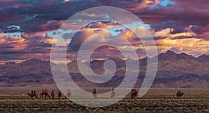 Bactrian Camels on a pasture in Mongolia at sunset. Panorama of the pasture. Source of meat, milk and wool. Camel down, a favorite