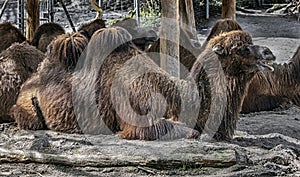 Bactrian camels on the sand 5