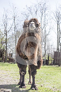 Bactrian camels at the spring farm