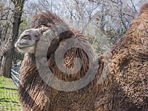 Bactrian camels at the spring farm