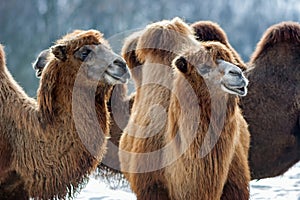 Bactrian Camels walks in the snow