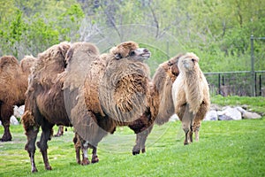 Bactrian camels on a zoo