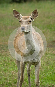 Bactrian deer
