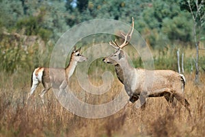 The Bactrian deer Cervus elaphus bactrianus