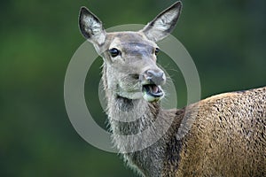 Bactrian deer (Cervus elaphus bactrianus) photo