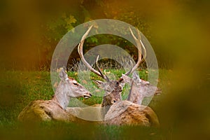 Bactrian deer, Cervus yarkandensis bactrianus lowland subspecies of Central Asia. Big antler animal lying on the green grass