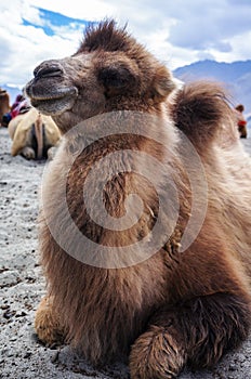 Bactrian or two-hump camel in Nubra Valley