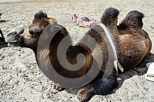 Bactrian or two-hump camel in Nubra Valley