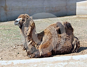 Bactrian two-hump camel in the zoo