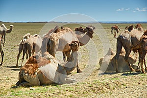 Bactrian or two-humped camel