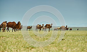 Bactrian or two-humped camel