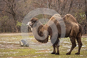 Bactrian two-humped camel in a zoo in the Czechia. (Camelus bactrianus)