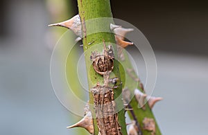 Bactrie canker in stem rose