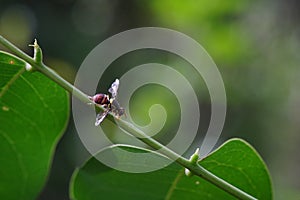 Bactrocera correcta found in vegetable plots.