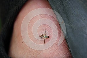 Bactrocera correcta found in vegetable plots