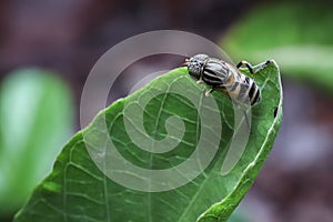 Bactrocera cucurbitae flies on leaf