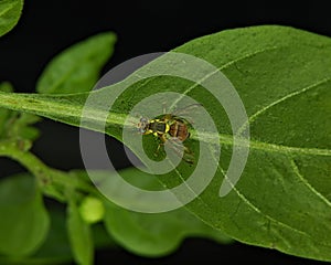 Bactrocera dorsalis, previously known as Dacus dorsalis