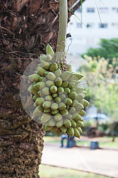Bacuri fruit from a palm tree in South America