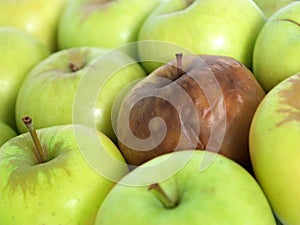 Bad apple in the bunch