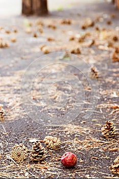 Bad apple fallen to the ground among pine cones and pine needles