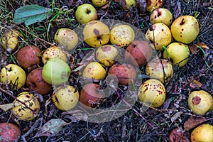 Bad apples on ground in China