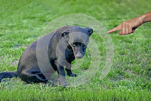 Bad black dog, pushing by owner with finger pointing at him