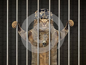 Bad cat behind bars