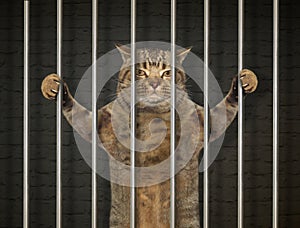 Bad cat behind bars 2