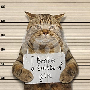 Bad cat broke a bottle of gin