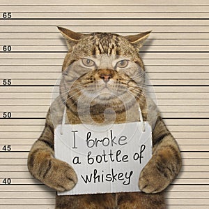 Bad cat broke a bottle of whiskey