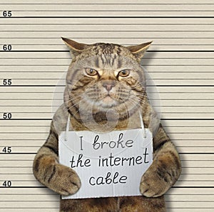 Bad cat broke the internet cable