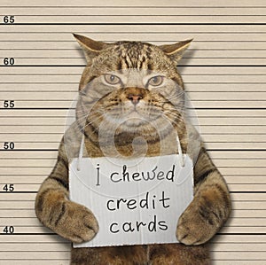 Bad cat chewed credit cards