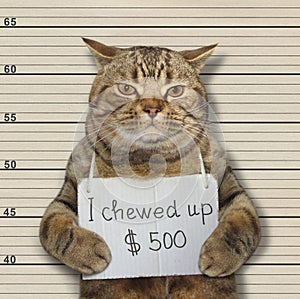 Bad cat chewed up 500 dollars