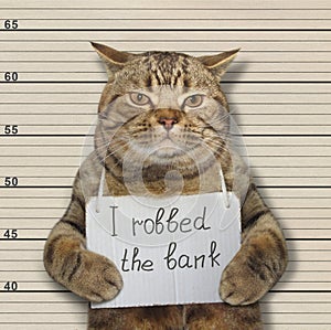 Bad cat robbed the bank