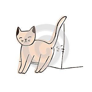 Bad cat urinating on wall isolated on white background. Naughty kitty leaving urine marks at home. Problem of